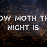 how moth the night is (3)